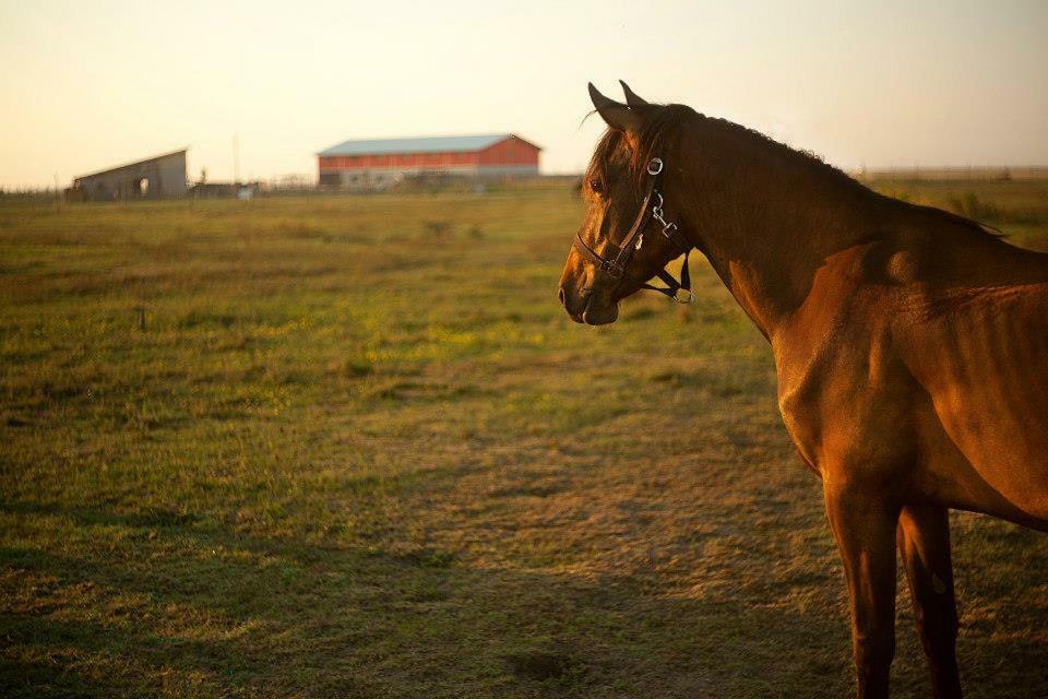 Отель Ranch Robert Dudestii Noi Экстерьер фото